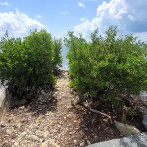 A scenic view of the water framed by lush green bushes and a pathway leading towards the shore.