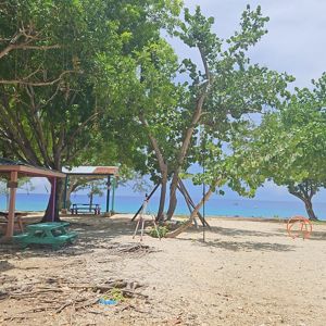 A shaded area at a beach, featuring picnic tables and lush green trees with a view of the ocean.