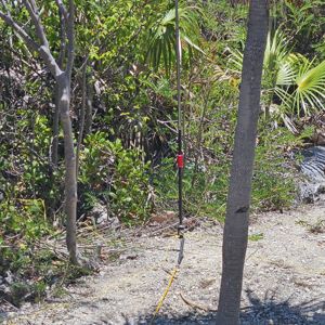 A radio antenna setup near a palm tree, surrounded by dense greenery.