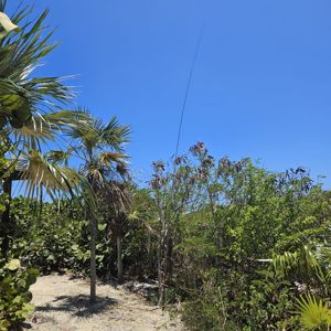 A view of vegetation and an antenna against a clear blue sky.