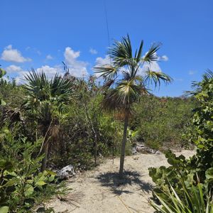 A pathway through dense vegetation with a tall palm tree and visible antenna against a blue sky.
