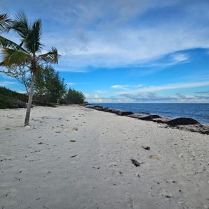 A serene beach scene featuring a palm tree and a coastline with gentle waves under a blue sky.