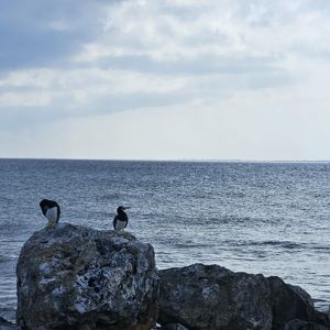 Two birds perched on a rock by the shore with a calm sea in the background.