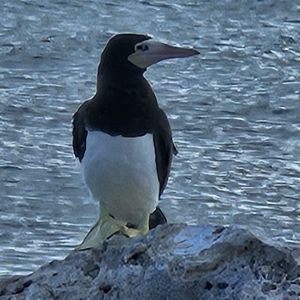 A bird standing on a rock by the water.