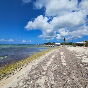 A scenic beach view featuring clear blue water, sandy shore with seaweed, and a distant dock with a few buildings.