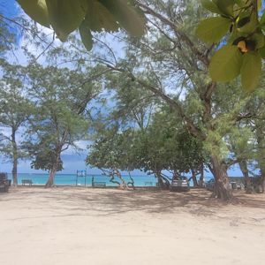 A sandy area with trees and a view of the ocean in the background.