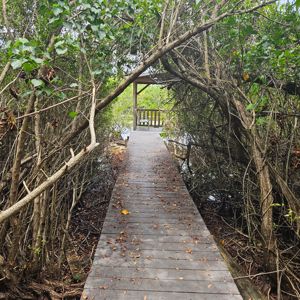 A wooden dock leading to a viewing area surrounded by thick vegetation.