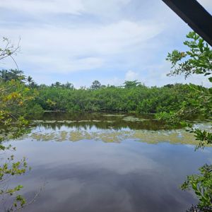 A tranquil water body surrounded by lush greenery and plants, reflecting the sky.