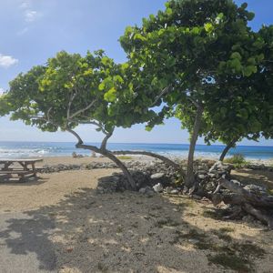 A scenic view of the beach with a picnic table and lush green trees.
